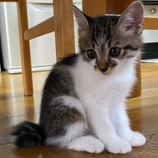 ２ヶ月位のキジ白の大人しくて甘えたな女の子