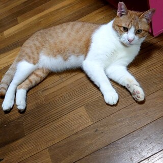 チャシーくん推定２歳