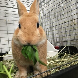 保護うさぎ・サクくん（オス）