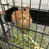 保護うさぎ・サクくん（オス） サムネイル2