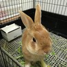 保護うさぎ・サクくん（オス） サムネイル3