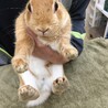 保護うさぎ・サクくん（オス） サムネイル4