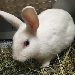 保護うさぎ・ルシエルくん（オス）