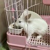 保護うさぎ・ルシエルくん（オス） サムネイル3