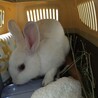 保護うさぎ・ルシエルくん（オス） サムネイル4