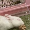 保護うさぎ・ルシエルくん（オス） サムネイル5