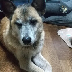 「保護した柴犬の経過について」サムネイル2