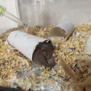 アフリカヤマネ