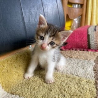 4匹兄弟です、茶トラが男の子で、白黒が女の子です。