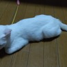 母猫は悠々自適