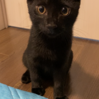 ごま