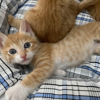 ずっとのおうちを探しています。