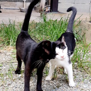 急募！飼い主に取り残された子達②