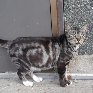急募！飼い主に取り残された子達