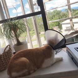 最近の茶色さん