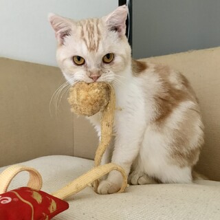 スコティッシュのミックス　おっとりしたポケ君