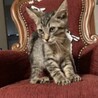 やんちゃで甘えた☆キジトラのチビ君❣️ サムネイル3