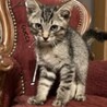 やんちゃで甘えた☆キジトラのチビ君❣️ サムネイル5