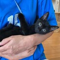 穏やかで優しい子猫ちゃん