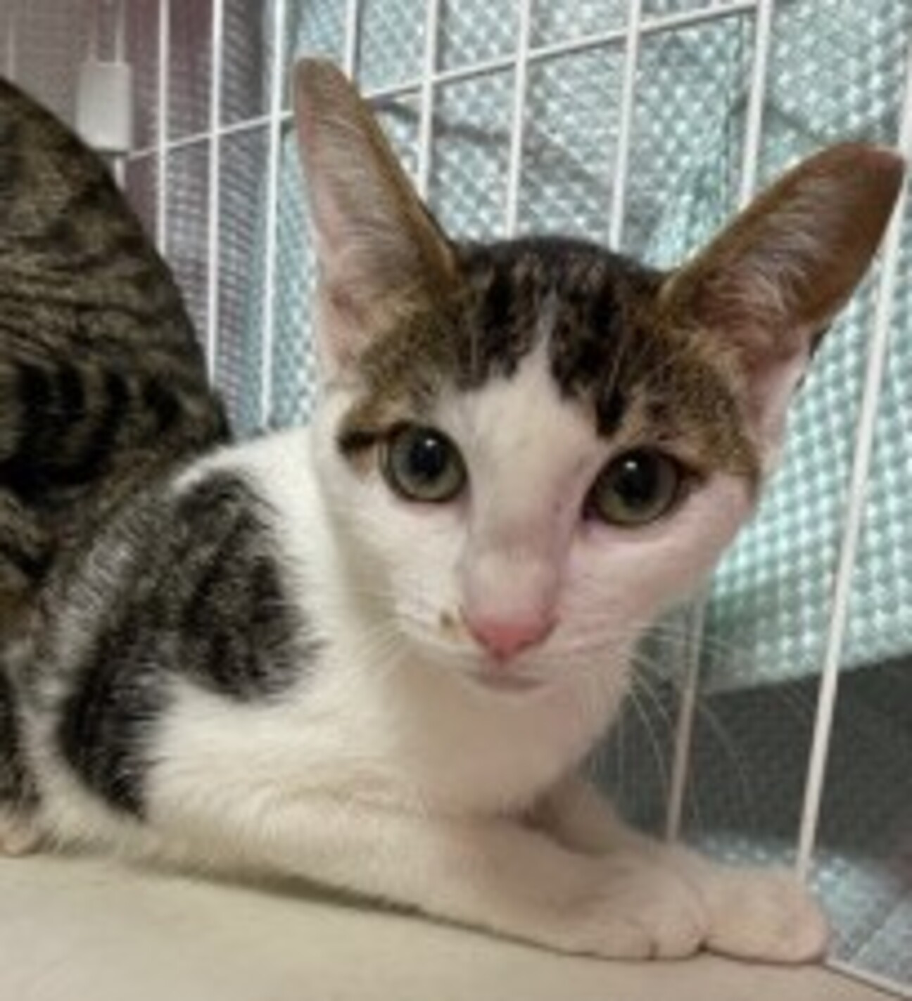 甘えたさん♪美猫のみぃちゃん」滋賀県 - 猫の里親募集(380030