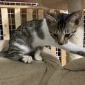 里親を募集しています。