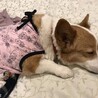 シャンティlove