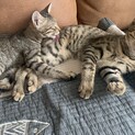 里親を募集します。