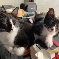 里親募集します