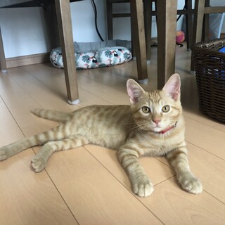 茶トラ兄弟　ハイトーンボイスの　ファー♂