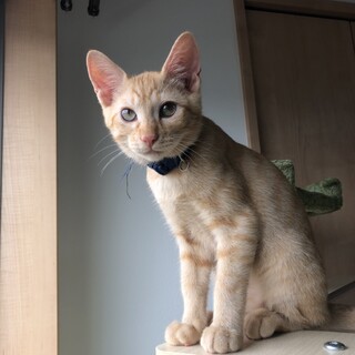 茶トラ兄弟　運動神経抜群♪　パー♂