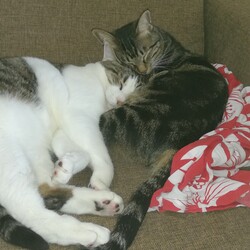 「ふく&てまり誕生日おめでとう」サムネイル3