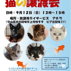 保護猫の譲渡会atアネラ