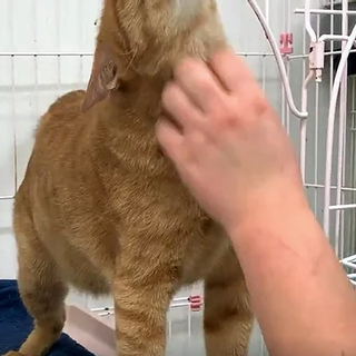 茶トラ｢キング」 SKU： 20s22