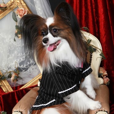 僕のお家に遊びにきて