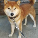 柴犬 オス