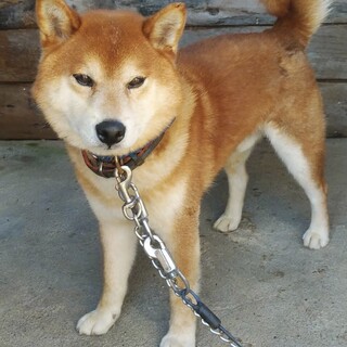 柴犬 オス