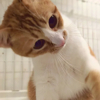 茶白｢はなはら｣ 20s153