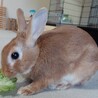 保護うさぎ・サクくん（オス） サムネイル5