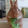 保護うさぎ・サクくん（オス） サムネイル6