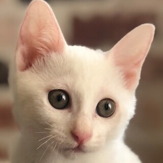 9/5譲渡会参加予定☆わかめちゃん