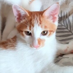 でら！ねこ！譲渡会！