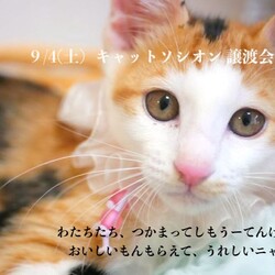 ＊キャットソシオン譲渡会＊第111回