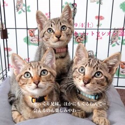 ＊キャットソシオン譲渡会＊第111回 サムネイル2