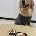 ゴールデン♂1歳5ヶ月