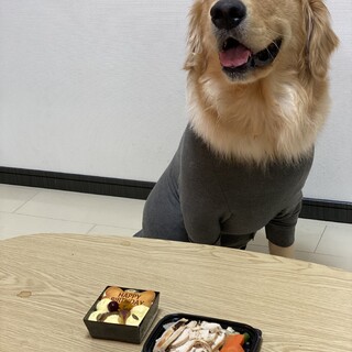 ゴールデン♂1歳5ヶ月