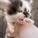 1ヶ月のぽてぽてにゃんこ