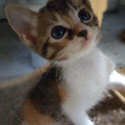 とだニャン保護猫里親会 サムネイル3