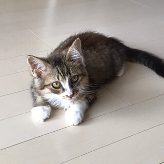 コロン♪コロン♪　人間大好き♡な　ころん♀