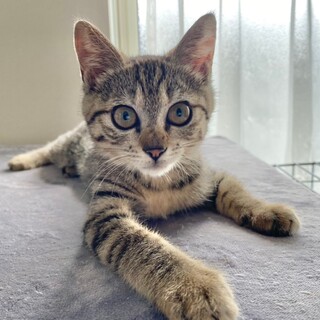 真ん丸おめめの甘えん坊♡　はなこ♀