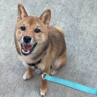 タツタ